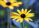 Rudbeckia
